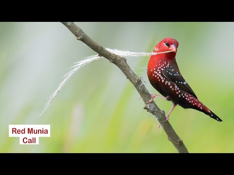 Tigrík červený (Amandava amandava) — starostlivosť, voliéra a kŕmenie