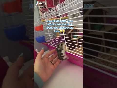 COME É CADUTO AIUTO😂😂😂 #perte #RiscopriIlColore #criceti #hamster #neiperte #ups #fyp #shorts