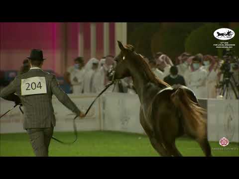 N 204 RAYAH AL AWAL   10th Arabian Horse Show for local Breeders in Saudi Arabia 2021   Fillies 2 Ye
