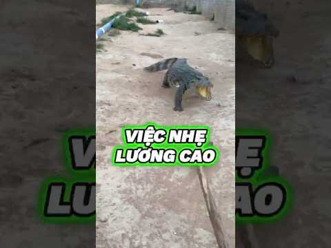 VIỆC NHẸ LƯƠNG CAO
