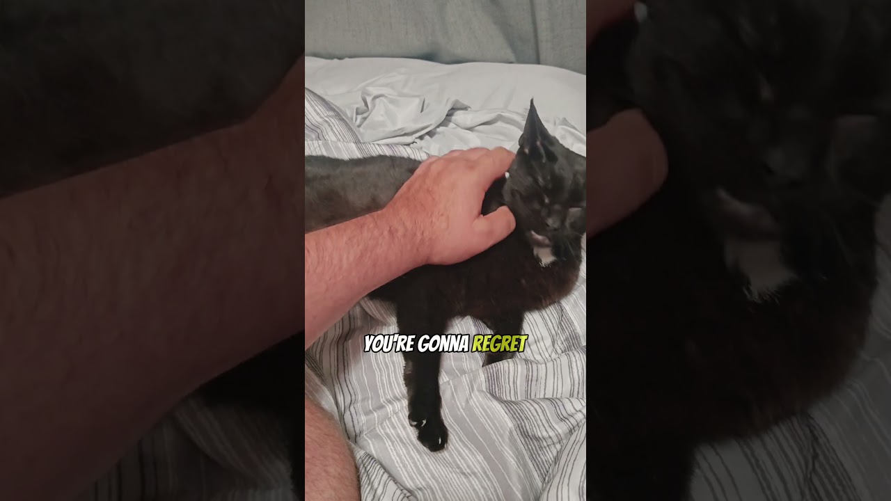 If You Got A Problem Yo I'll Solve It #cats #cat #funny #funny #funnycat #memes #catlover #short