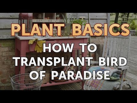 How to Dry an Overwatered Plant