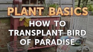 How to Transplant Bird of Paradise
