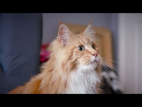 Behaviourist Advice | How to Enrich Your Cat's Life