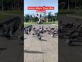 Watch Where These Birds Come From Natural Moment Shortsfeed Shorts Fyp Birds Pigeon Foryou