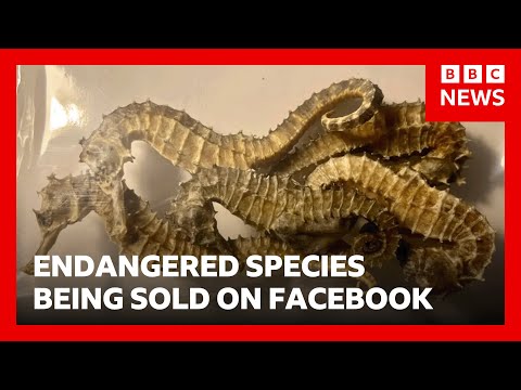Video | Tiger teeth, dried seahorses and shark fins sold illegally on Facebook, BBC finds | BBC News