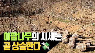 이팝나무의 시세는 곧 상승한다 | 나무대장