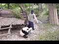 Clingy panda do not let zookeeper go