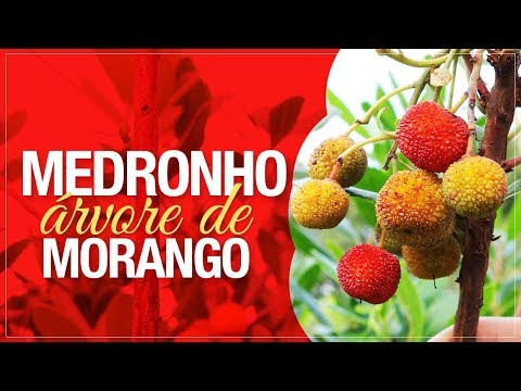 download lagu mp3 mp4 Medronho, download lagu Medronho gratis, unduh video klip Download Medronho Mp3 dan Mp4 Full Gratis