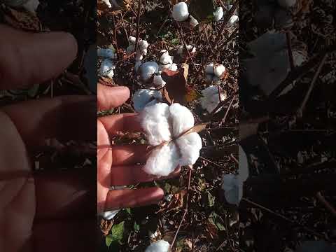 Ya listo para su cosecha. Villa Dos Trece Formosa