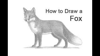 How to Draw a Fox (Red Fox)