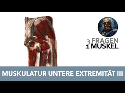 3 Fragen 1 Muskel Untere Extremität 3 | Anatomie Prüfung