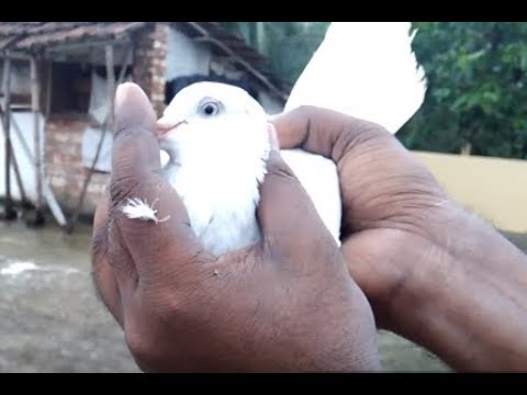 Monthly High Flying Pigeons Magazine double eye kabutar Video