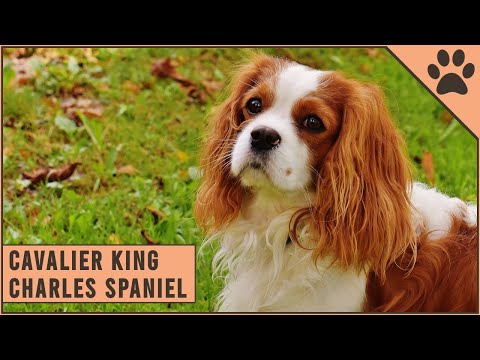 image-Are King Charles good family dogs?
