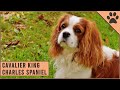 Cavalier King Charles Spaniel Dog Breed Information