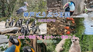 【神戸どうぶつ王国】身近で観察できるかわいい動物たち。#癒し #動物 #かわいい 