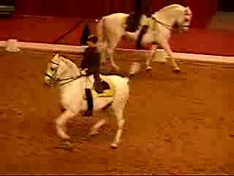 Capriole, under saddle