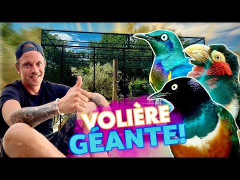 MY AVIARY IS BIGGER THAN MY OLD APARTMENT🤭! - TOOPET