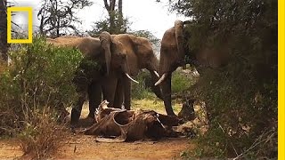 Rare Footage: Wild Elephants “Mourn” Their Dead | National Geographic