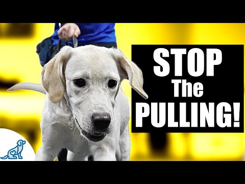 Teaching A Labrador Retriever To Listen Using "Leash Respect"