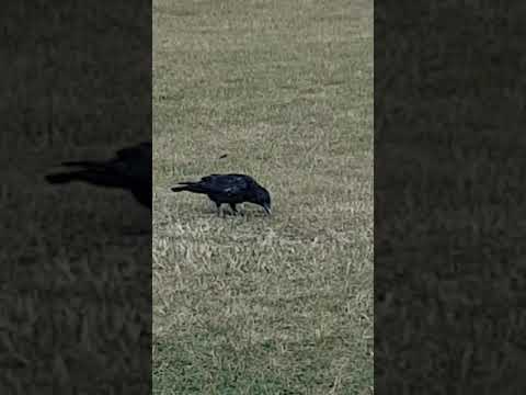Maybe a crow? (Or raven)
