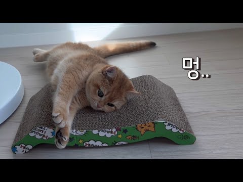 사람집이 고양이집으로 변하는 과정