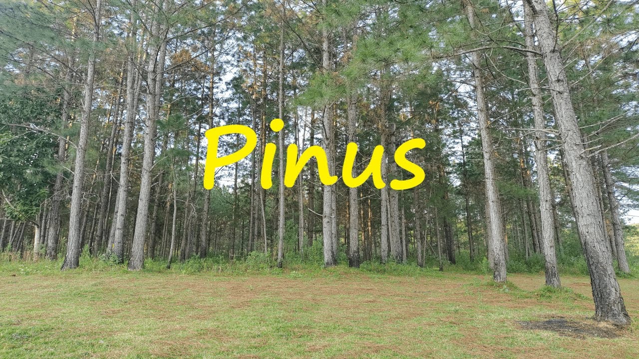 Árvores Pinus!!