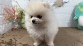 ポメラニアンの動画01