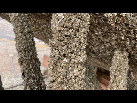 barnacles removal – The Most Satisfying ASMR Cleaning at Sea (No Talking)