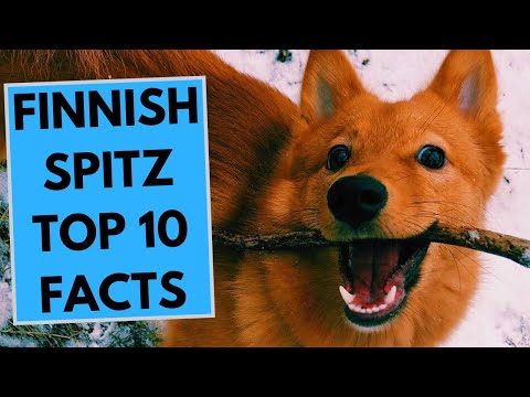 Finnish Spitz - TOP 10 Interesting Facts
