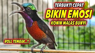 Download lagu KOLIBRI NINJA GACOR FULL MATERI ISIAN ROLL TEMBAK MEWAH !! PANCINGAN KONIN BAHAN AGAR CEPAT EMOSI mp3 Download lagu KOLIBRI NINJA GACOR FULL MATERI ISIAN ROLL TEMBAK MEWAH !! PANCINGAN KONIN BAHAN AGAR CEPAT EMOSI mp3