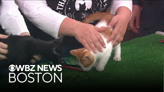 2 adorable kittens up for adoption in Massachusetts featured on WBZ's Pet Parade