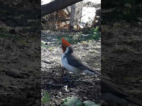 Birdday 147 Cardenal copete rojo 2508 25