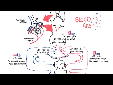 Blood Gases (O2, CO2 and ABG)