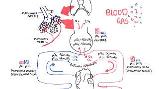 Blood Gases (O2, CO2 and ABG)