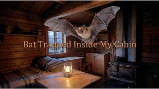 Bat in My Cabin - Trying To Capture it To Rehome into a Bat House