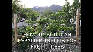 How to build an espalier trellis for fruit trees