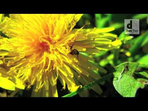 MARC DE BUUR feat. PLANET BASS - INFECTION  (OFFICIAL VIDEO HQ)