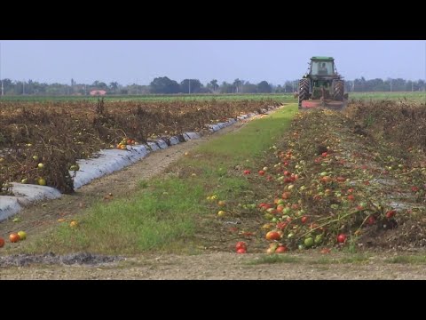 Local farmers blame tariffs, immigration crackdown for business losses, wasted crops