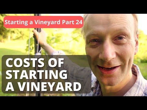 How Much Does It Really Cost To Start a Vineyard?