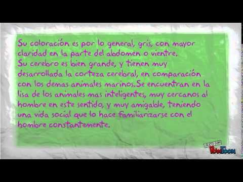 caracteristicas de delfines