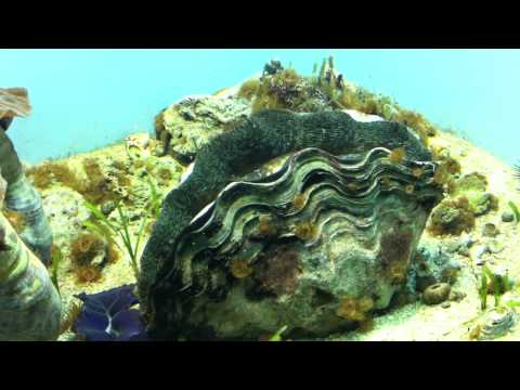 会計学科 ユーチューブyoutube.comが名古屋港水族館になった！感動のイルカや魚たち！税理士木村勝則の独り言！経営革新等支援機関近畿財務経済産業局認定木村勝則税理士事務所滋賀県高島市安曇川町