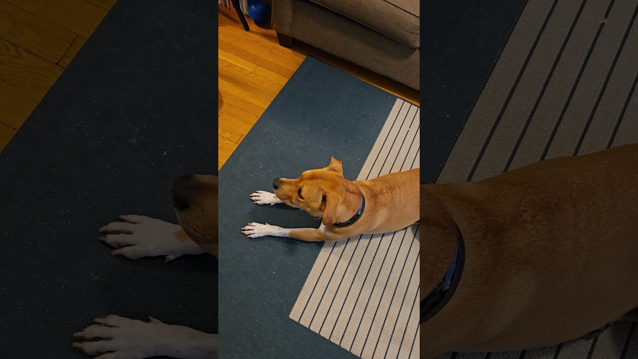 Birdie, a Adoptable mixed breed in Chicago, IL video 6/6