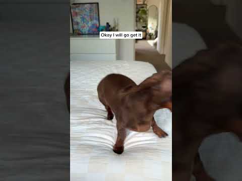 Do you like his Monster Inc hoodie? 🤔🤔🤔 #haul #dachshund #sausagedog #dachshundpuppy  #monsterinc