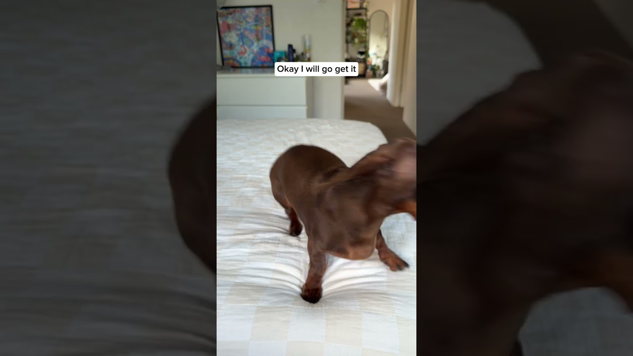 Do you like his Monster Inc hoodie? 🤔🤔🤔 #haul #dachshund #sausagedog #dachshundpuppy  #monsterinc