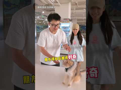【最新】招财新技能出现啦！！ #lucky #cat #萌寵 #cute #funny #招财猫 #猫咪 #shorts