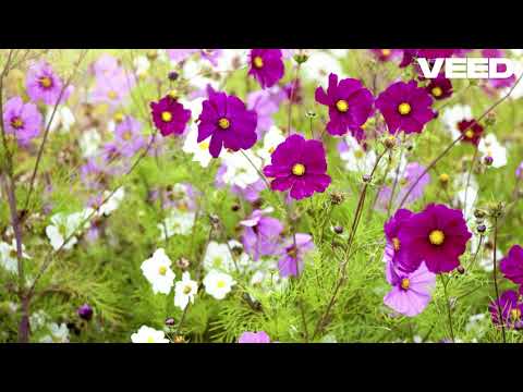 Top of The World Vocal Cover