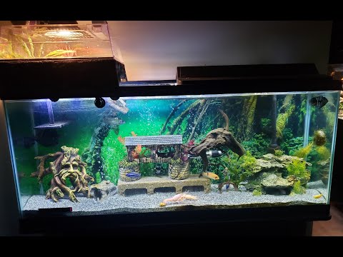 My 55 gallon african cichlid tank with turtle topper