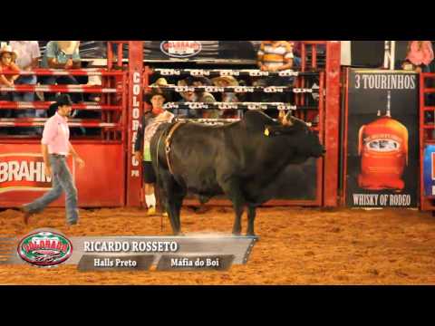 Rodeio de Colorado 2015 - DESAFIO DO BEM
