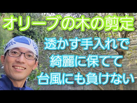 オリーブの木を剪定するときに避けるべき間違いは何ですか?期間は何ですか?またそれは何に依存しますか?  庭園